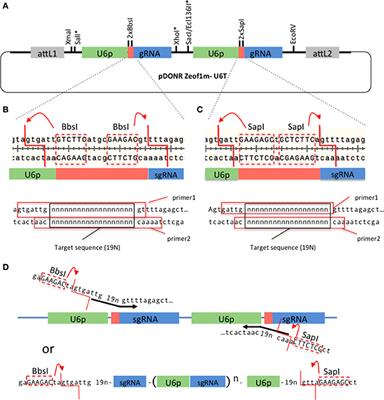 Gateway-Compatible CRISPR-Cas9 Vectors and a Rapid Detection by High-Resolution Melting Curve Analysis